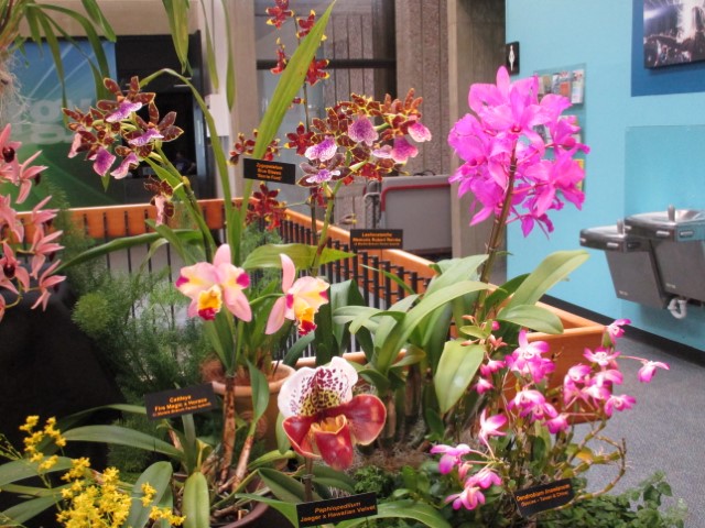 Orchid Show Feb 2024 1