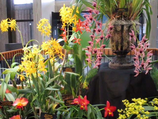 Orchid-Show Feb 2024-2